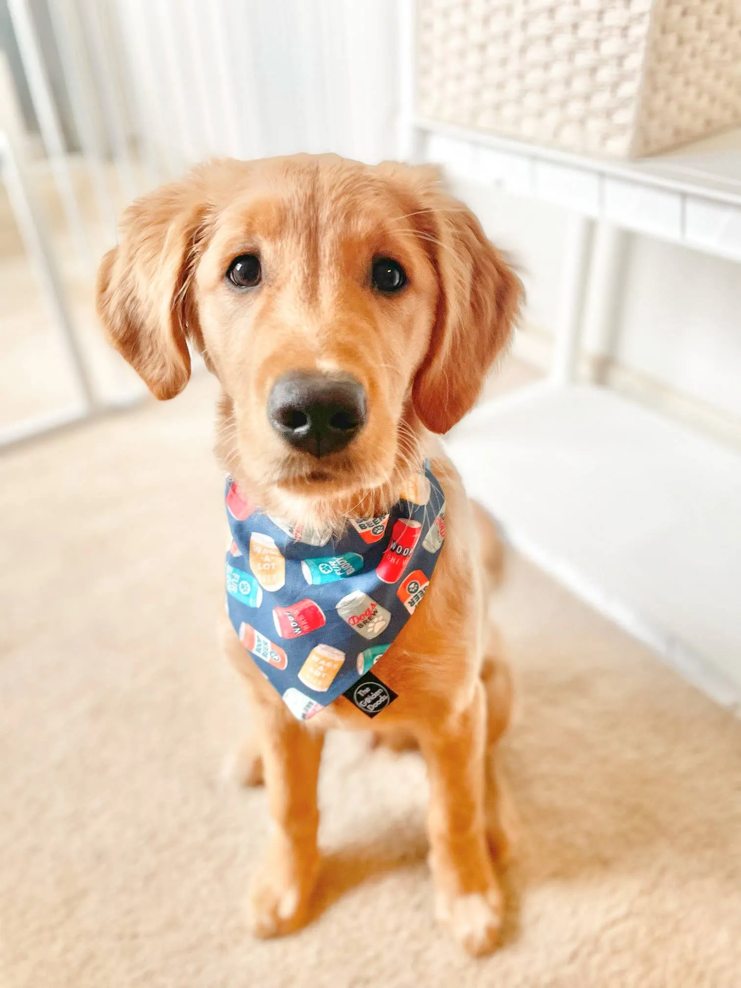 Navy Beer Can Dog Bandana